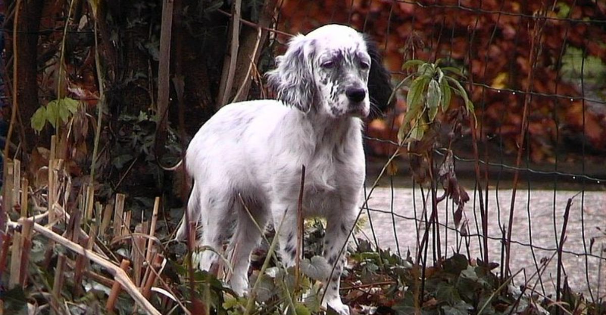 These dog breeds rarely let excitement dictate their decisions