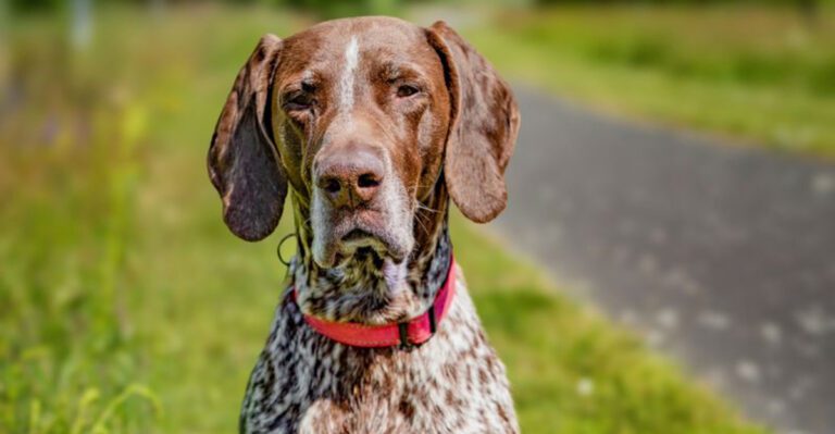 featured image 3feaebf33ef3 dog news