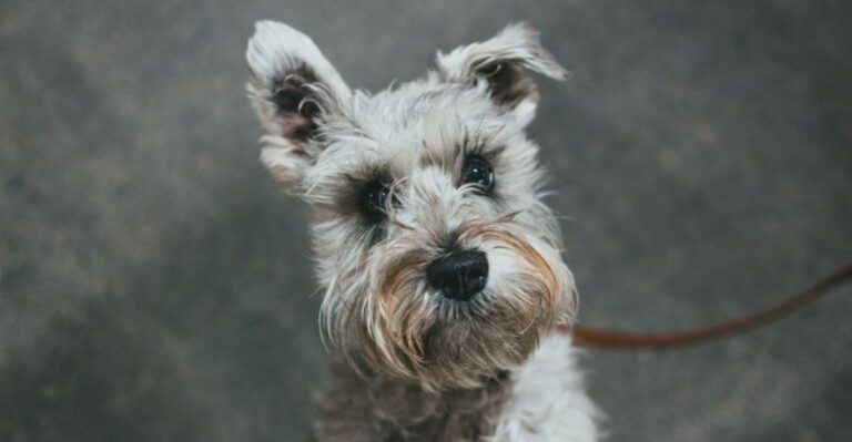 featured image 4223fd1530d4 f240cfb200c0 dog news