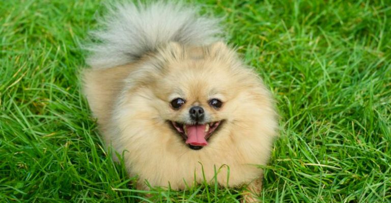 featured image 45bad0ca67fb aa355de85e6e dog news