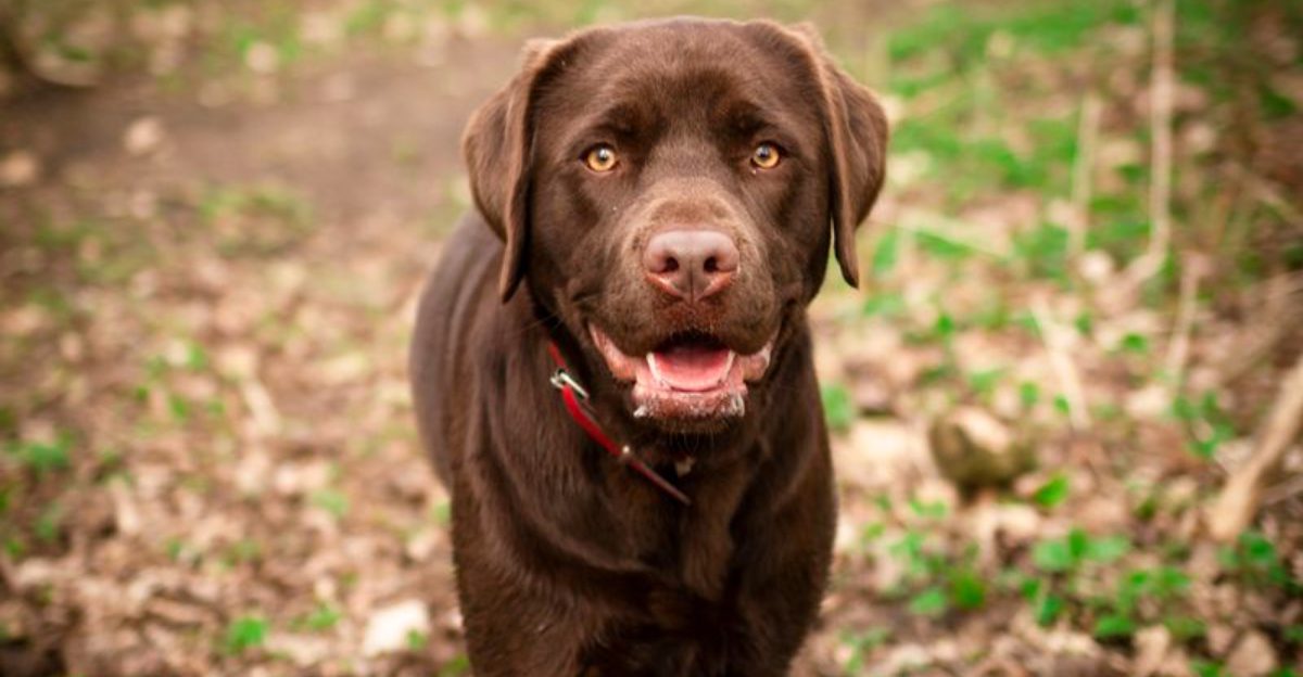 Living with these dog breeds can mean deciding whether to laugh first or clean up first
