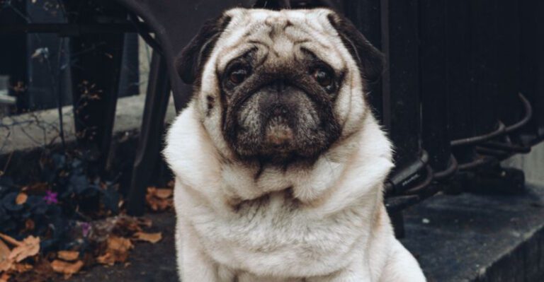 featured image 4be399f44a0f e8fdbeb01d29 dog news