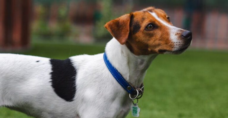 featured image 4be5ee5f056a 71784a7f2d21 dog news