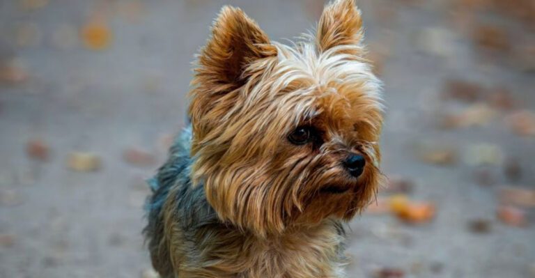 featured image 4cec807c524c 040e2ba5b396 dog news