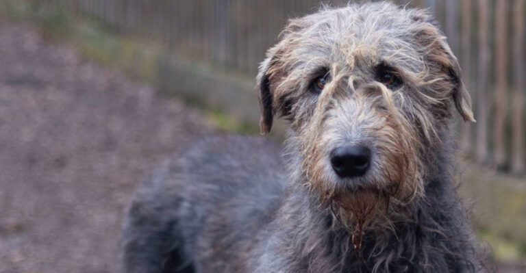 featured image 4d81b1958a44 dog news