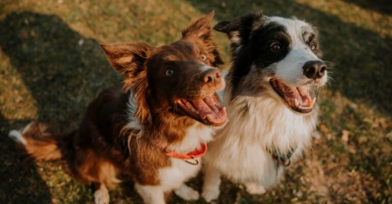 featured image 4f61fb66d51f dog news