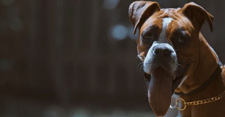 featured image 4fc044c942fd 7217b684b0c9 dog news
