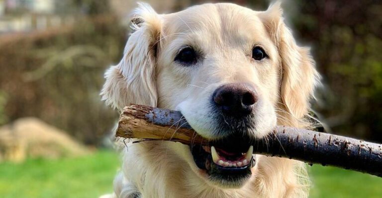 featured image 500aaaed113e dog news