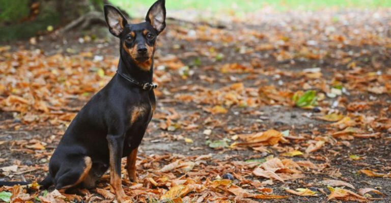 featured image 5317382c22b2 dog news