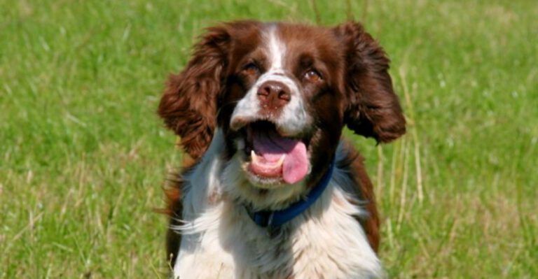 featured image 533321f6c9af a4a9b5270d75 dog news