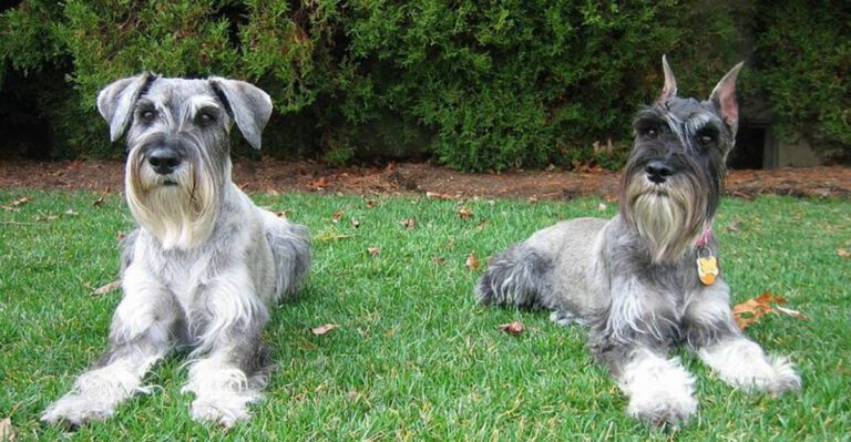 featured image 53372ace170c 58ae49564c10 dog news