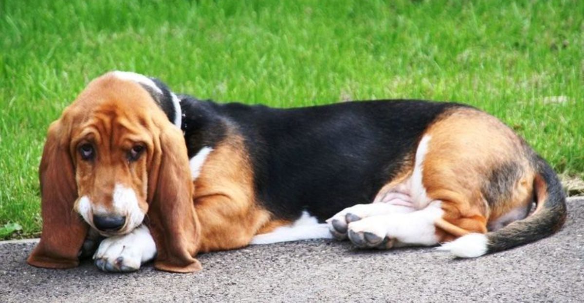 Looking for a calm companion? These dog breeds value quiet moments together