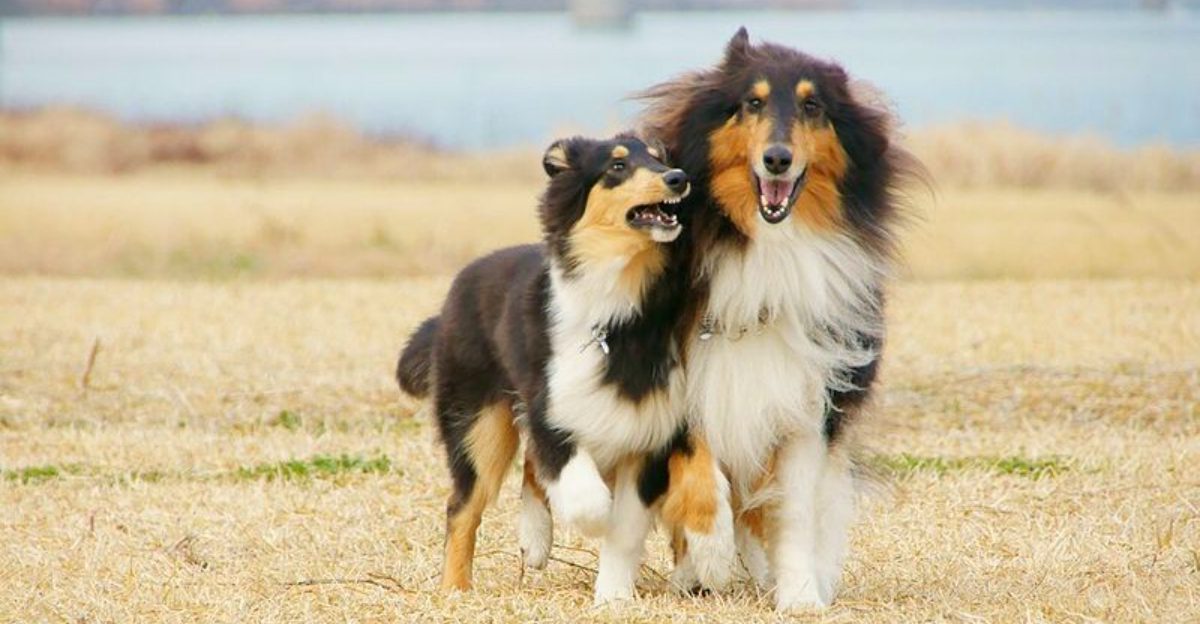 Patience may be one of the most underrated canine traits – These dog breeds show exactly why