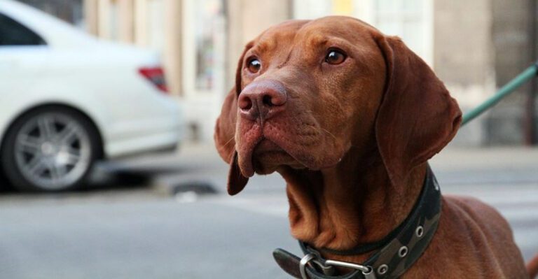 featured image 5827a2b74315 dog news