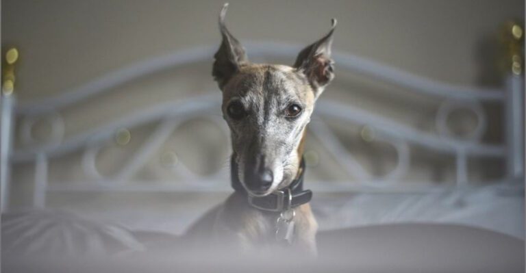 featured image 5adb48e84ccc dog news