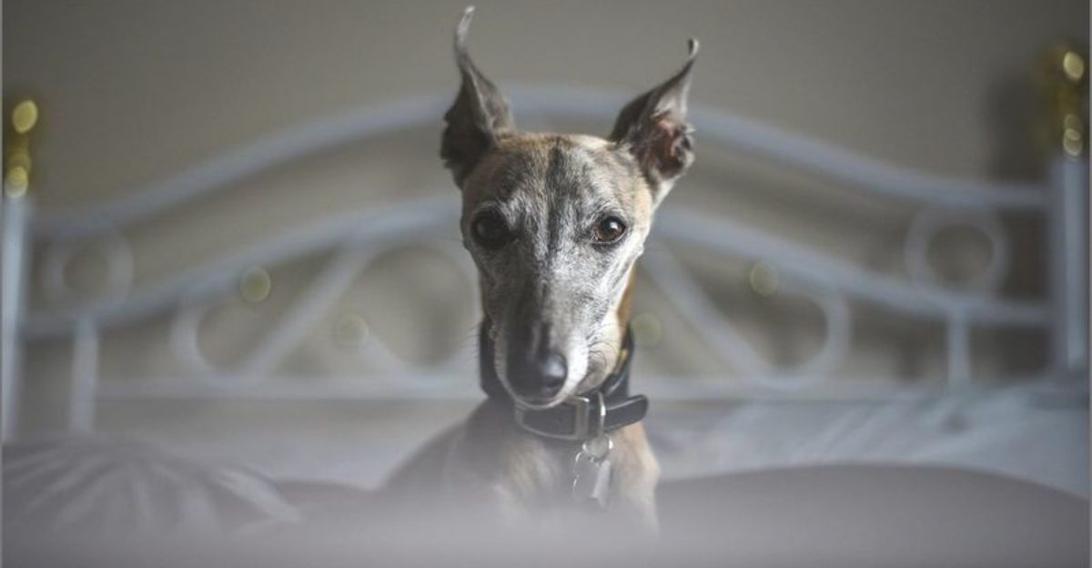Some dog breeds are perfectly happy slowing life down once the adventure is over