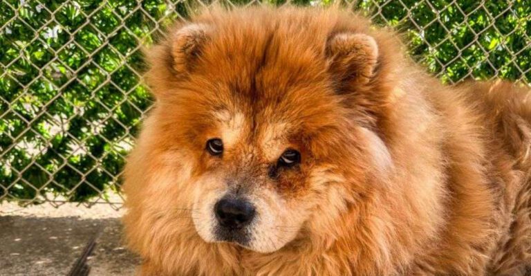 featured image 5dd1fa6ec915 88f618014843 dog news