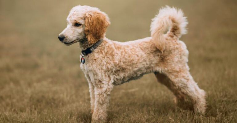 featured image 5f58e5b75e5b dog news
