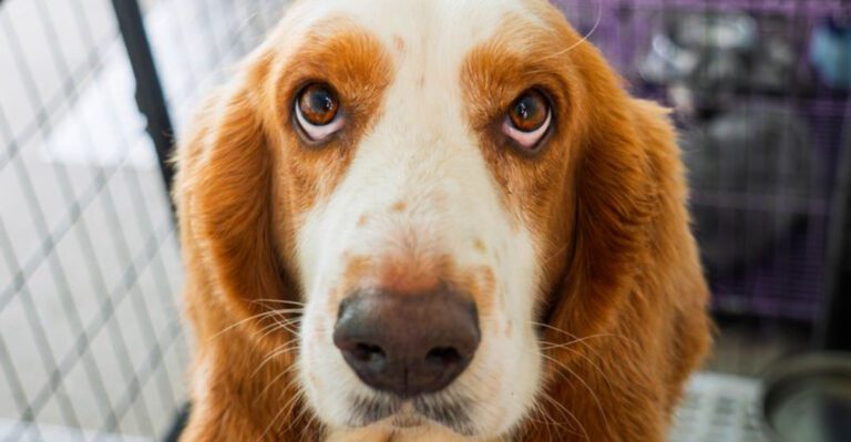 featured image 6466d42c863b d98d39a4e945 dog news