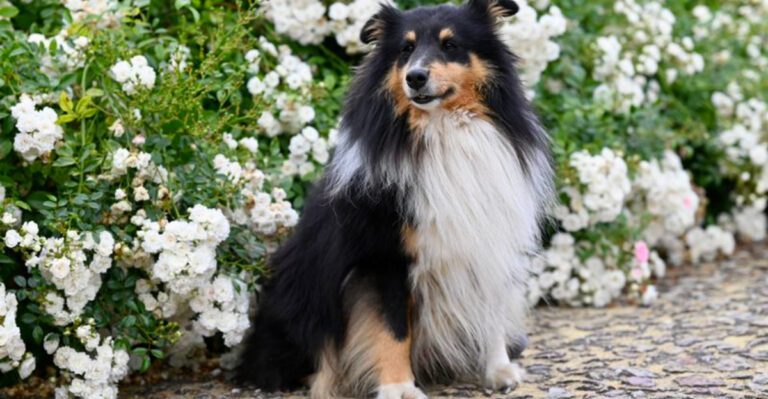 featured image 67ff1a2ef37b dog news