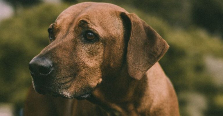 featured image 6942d726e6e7 a0fd432f8876 dog news