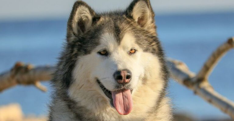 featured image 69726124c4b9 196ffdd3f7b2 dog news