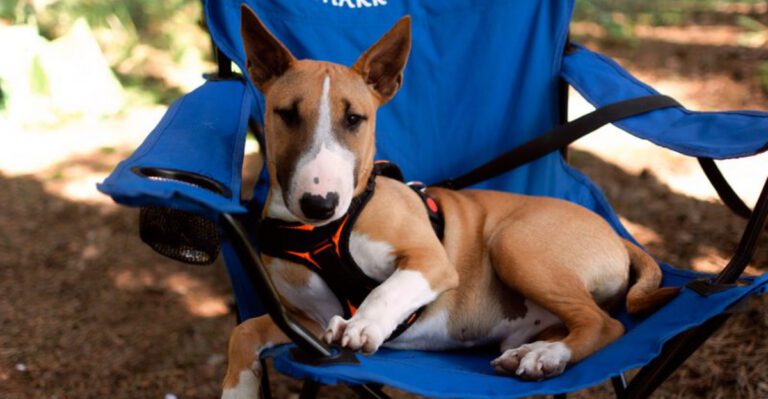featured image 6b3cf4a0cf3f f6f5289ab943 dog news