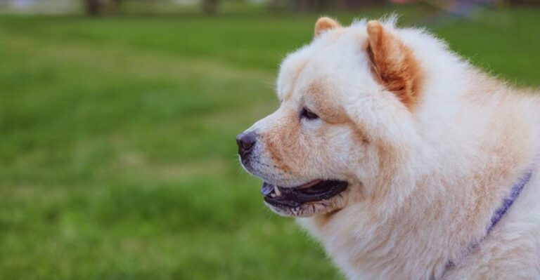 featured image 6c3d050e2939 dog news