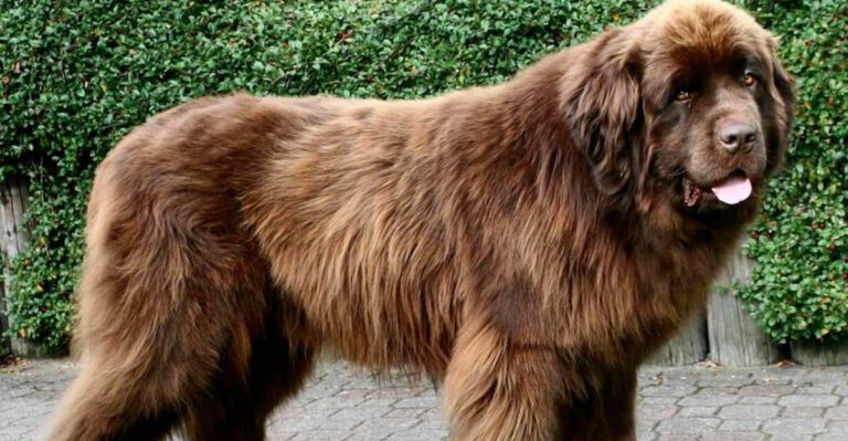 featured image 6ddb6c6f9ed8 dog news