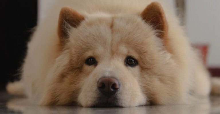 featured image 716792fa3f47 dog news