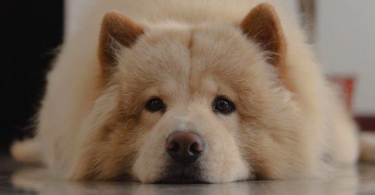 Some dog breeds choose cool floors for reasons many owners misunderstand