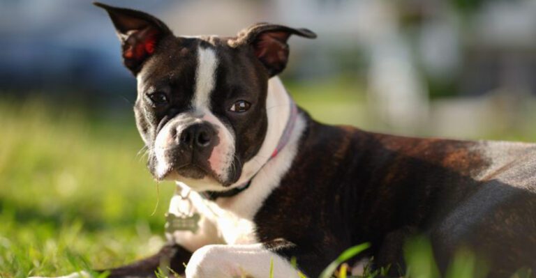featured image 73be2d0ef9cf dog news