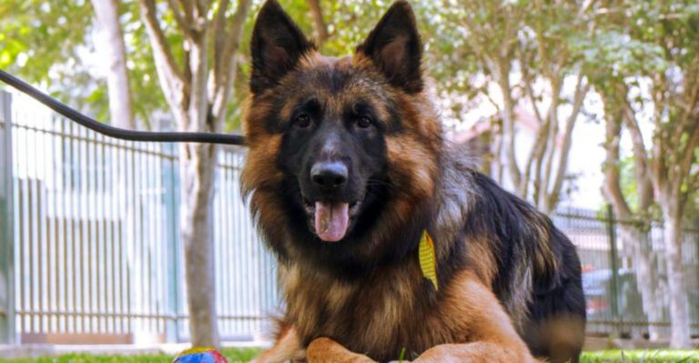 featured image 74fa9f8ea6b6 dog news