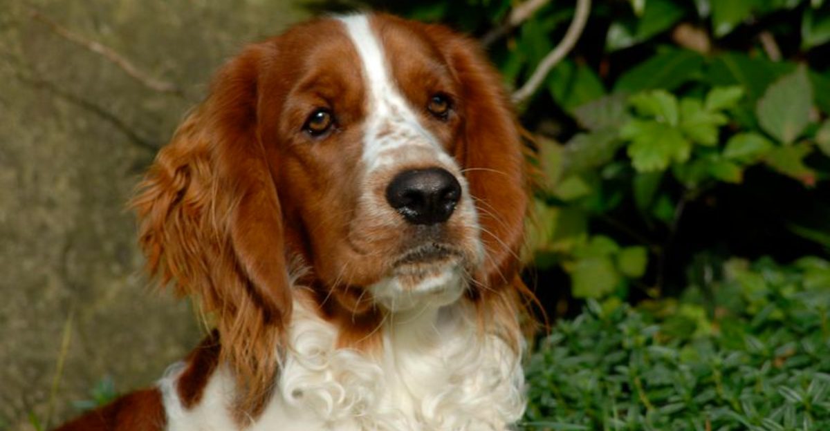 Some dog lovers are discovering that the best match may sit outside the popularity rankings
