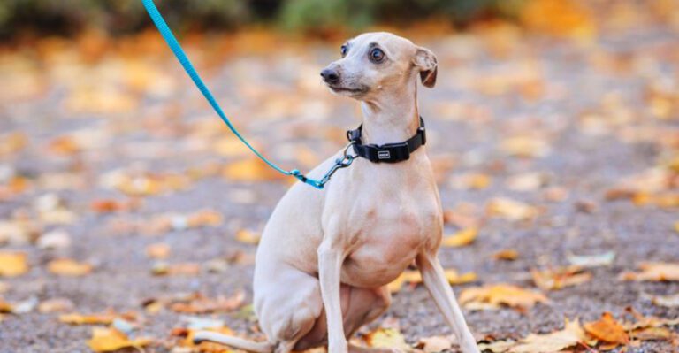 featured image 77d4e89f0083 f571732ee318 dog news