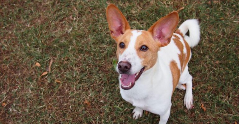 featured image 7b33fd16a6ea 29072f27d4c5 dog news