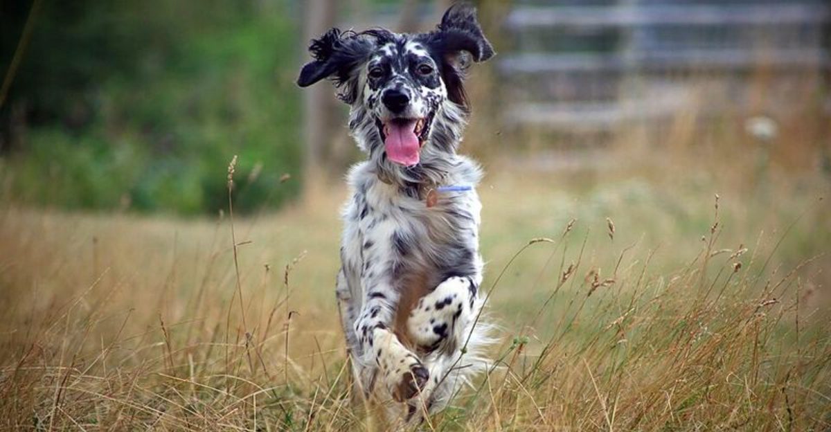 Fresh air and open trails bring out the best in these 11 adventurous dog breeds