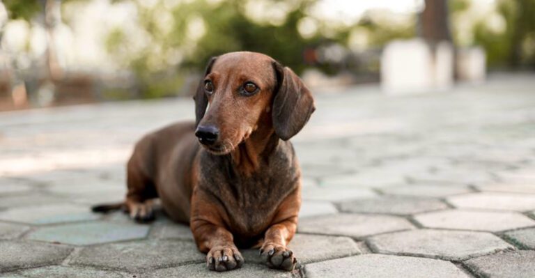 featured image 7fd6248941a4 1e02575f4c95 dog news
