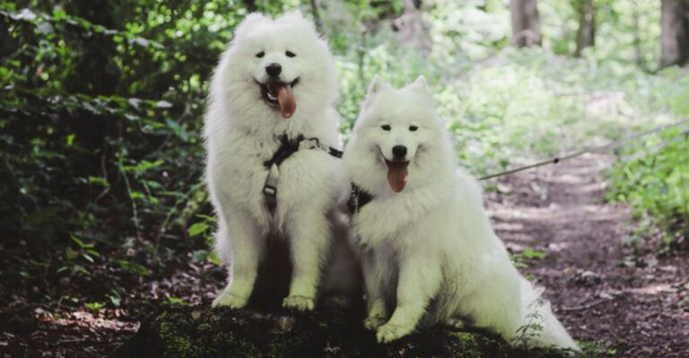 featured image 803cc1bf1a92 eb592d127508 dog news