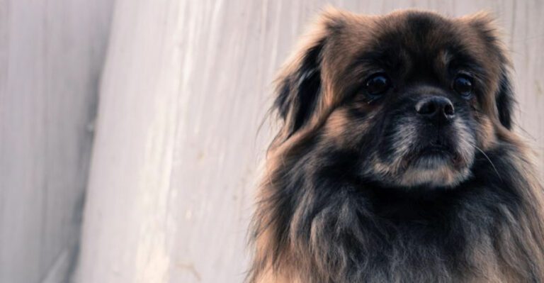 featured image 80c2573c615e dog news