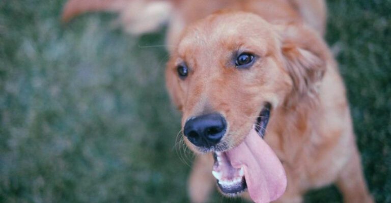 featured image 813770f844a4 2563be289d53 dog news
