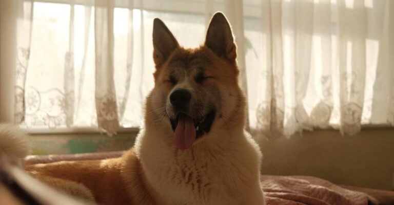 featured image 83733e2dc695 dog news