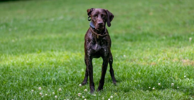 featured image 8440caf6daa9 dog news