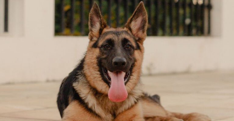 featured image 84c17398cc18 c0fbc5973427 dog news