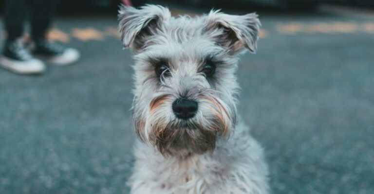 featured image 8761788e7c50 e43958d39356 dog news