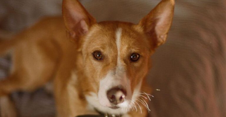 featured image 8895c551cb97 be981de48dfa dog news