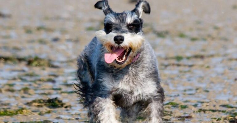 featured image 88f7e45acc1e 6342c0b94599 dog news
