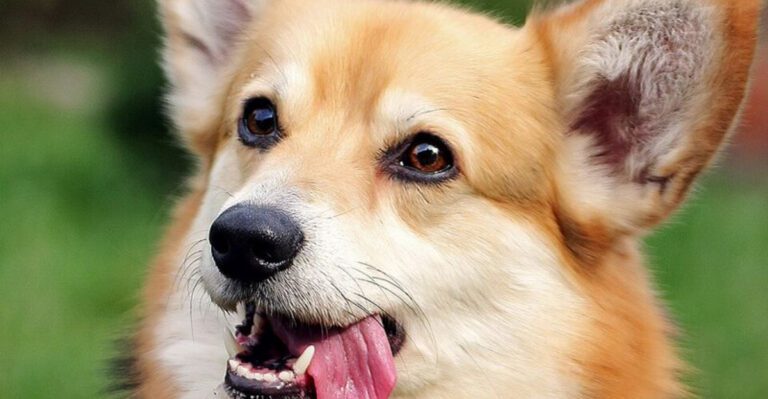 featured image 88fdd0c562c0 ab48bd2dd92a dog news
