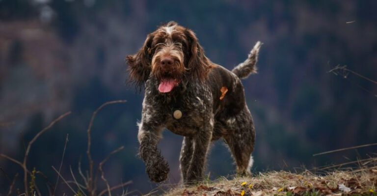 featured image 89c8c67c90e8 e27666466cf1 dog news
