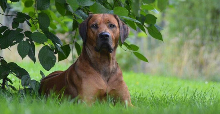 featured image 8c1ec56c5c7e 9602157f2880 dog news